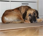 Ads with Photo