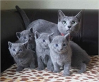 3 hermosos gatitos azul ruso macho