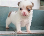 Chihuahua cachorros en adopción