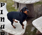 Ads with Photo