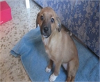 Ads with Photo