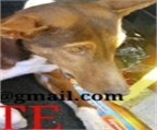 Ads with Photo