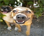 Ads with Photo