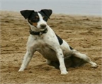 Ads with Photo