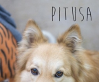 Ads with Photo