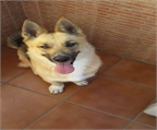 Ads with Photo
