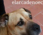 Ads with Photo