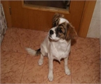 Ads with Photo
