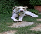 Ads with Photo