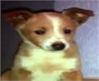 Ads with Photo