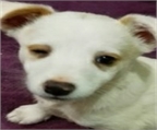 Ads with Photo