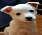 Ads with Photo