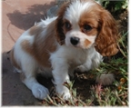 Precioso Cavalier King Charles Spaniel cachorros para adopción