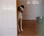 Ads with Photo