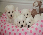 Cachorros maltés bichon encantadores para la adopción