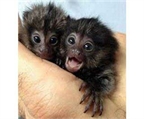 monos capuchino para la adopción libre