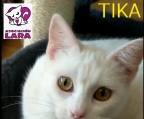 Tika, gatita 1 año