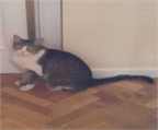 Ads with Photo